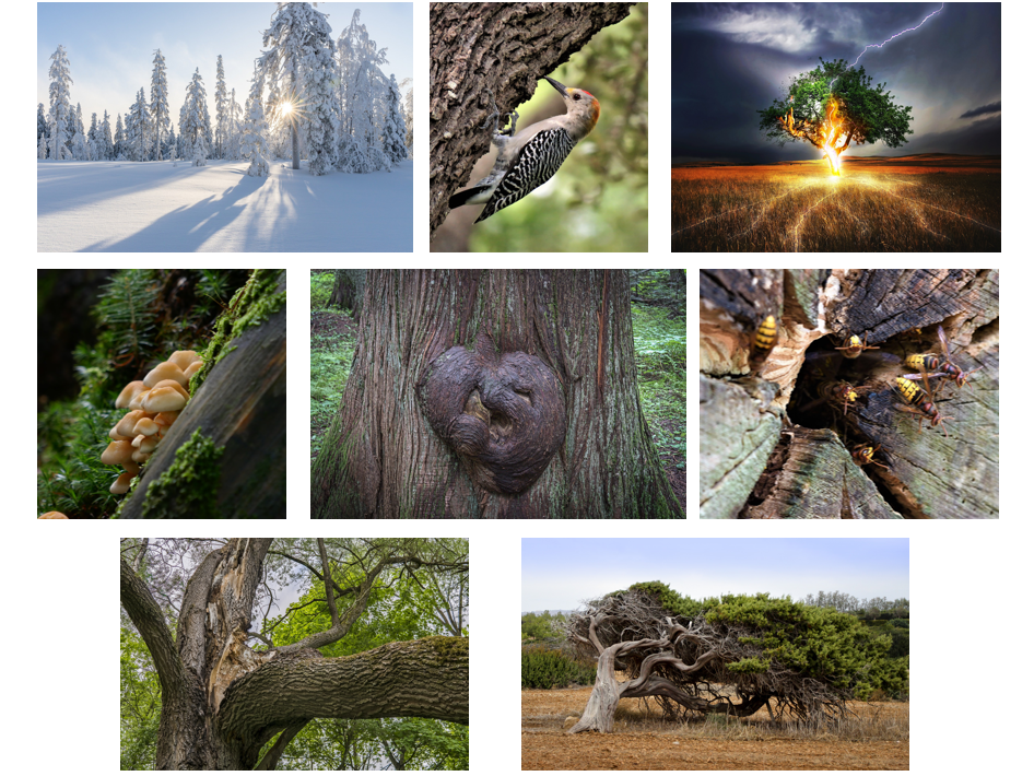 Forces of Nature Forces of Nature